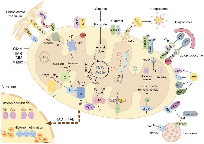 https://cdn.ncbi.nlm.nih.gov/pmc/blobs/435c/11323404/4819e3467121/12951_2024_2750_Fig1_HTML.jpg