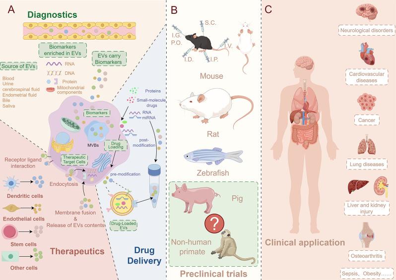 https://cdn.ncbi.nlm.nih.gov/pmc/blobs/435c/11323404/8711bf882ded/12951_2024_2750_Fig6_HTML.jpg
