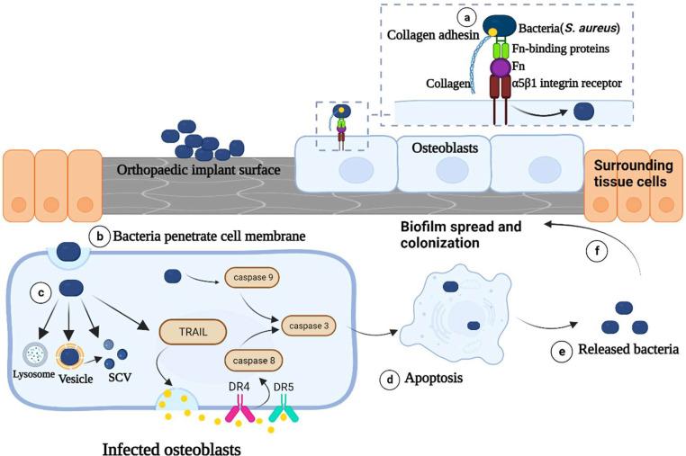 https://cdn.ncbi.nlm.nih.gov/pmc/blobs/435e/10951465/96f393fd096d/gr2.jpg