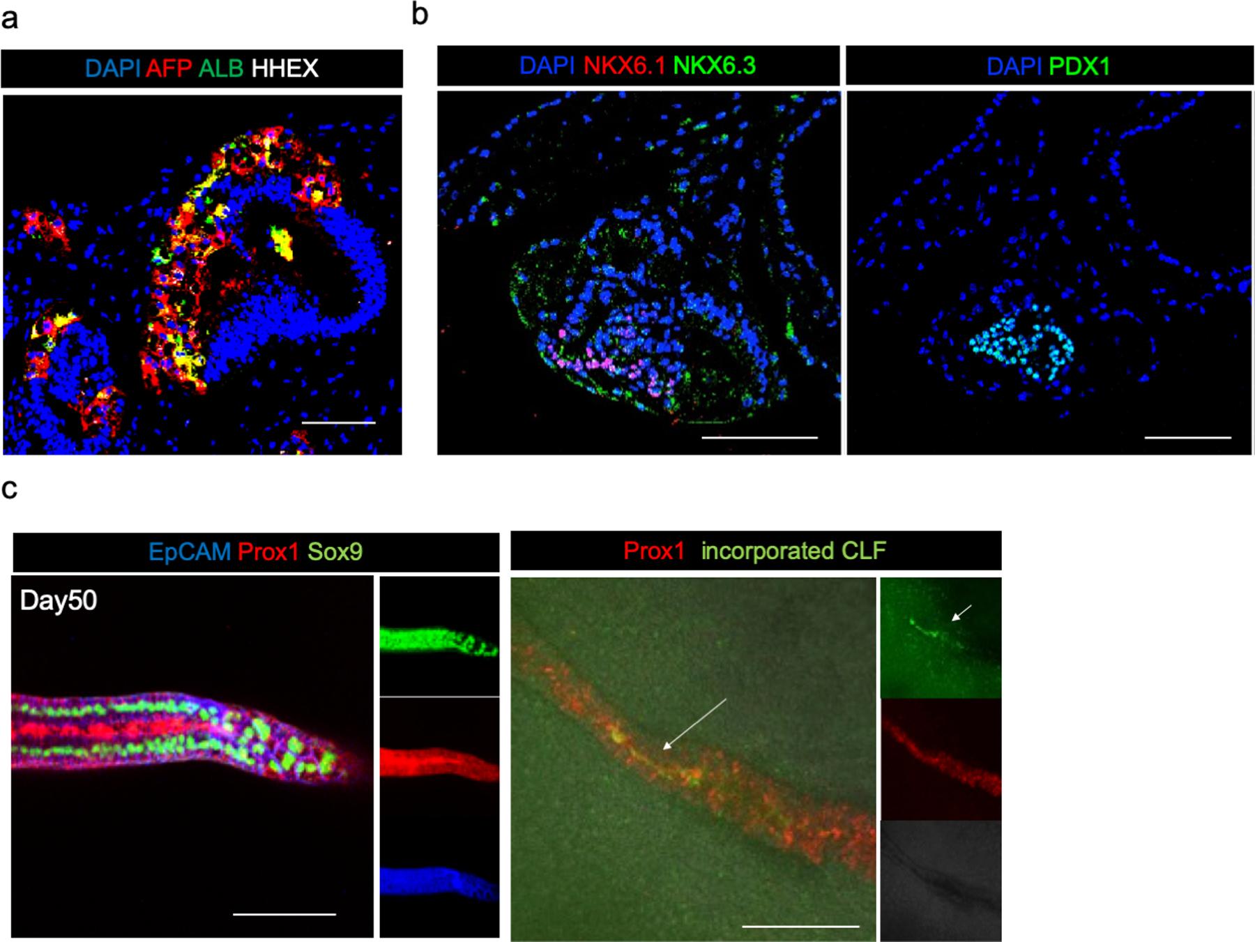 https://cdn.ncbi.nlm.nih.gov/pmc/blobs/4360/7643931/94888ece4885/nihms-1537933-f0013.jpg
