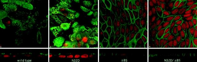 https://cdn.ncbi.nlm.nih.gov/pmc/blobs/4363/2139957/2cb81809806d/JCB.29232f4.jpg