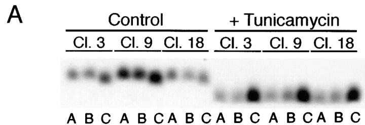 https://cdn.ncbi.nlm.nih.gov/pmc/blobs/4363/2139957/cb404db2d357/JCB.29232f9a.jpg