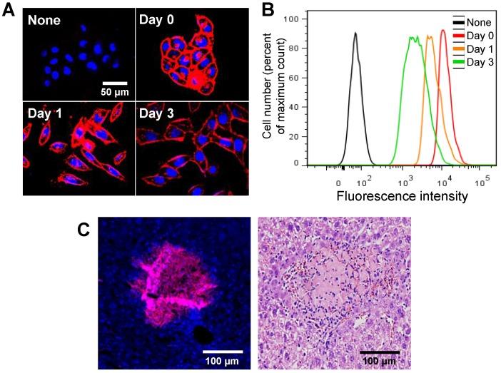 https://cdn.ncbi.nlm.nih.gov/pmc/blobs/4363/3936294/118b213436f3/thnov04p0420g003.jpg