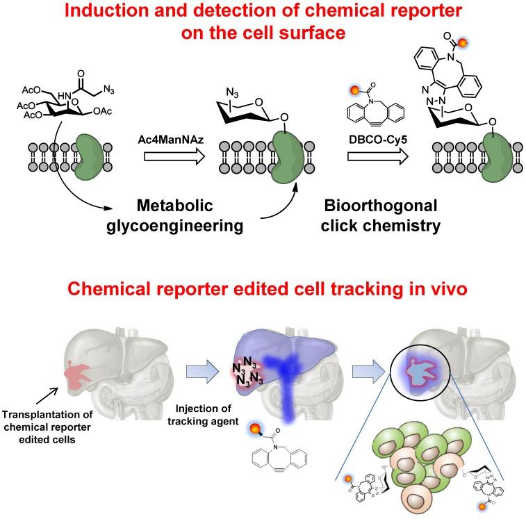 https://cdn.ncbi.nlm.nih.gov/pmc/blobs/4363/3936294/5f0738df5ed5/thnov04p0420g001.jpg