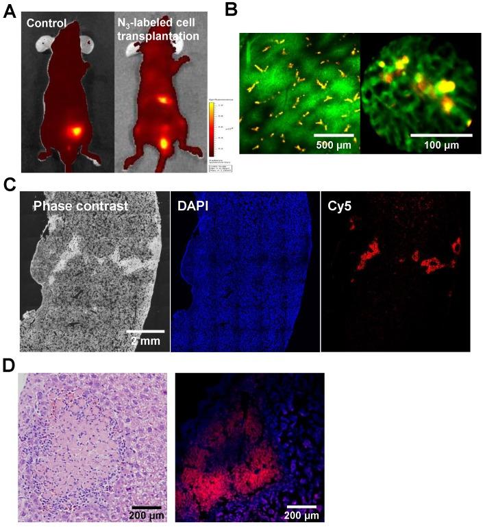 https://cdn.ncbi.nlm.nih.gov/pmc/blobs/4363/3936294/9ebc26a47f6a/thnov04p0420g007.jpg