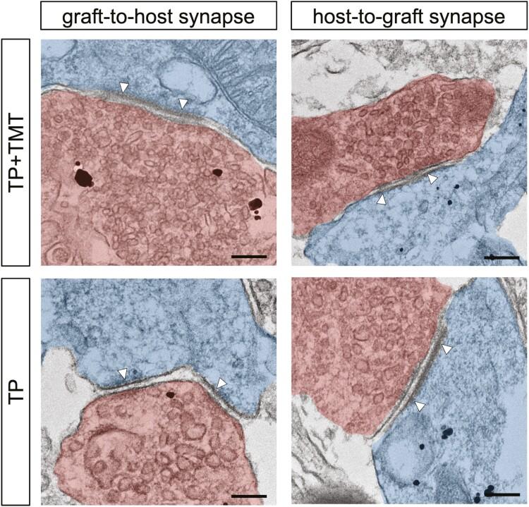 https://cdn.ncbi.nlm.nih.gov/pmc/blobs/4363/9985116/5858c6144ad5/szac089f0004.jpg