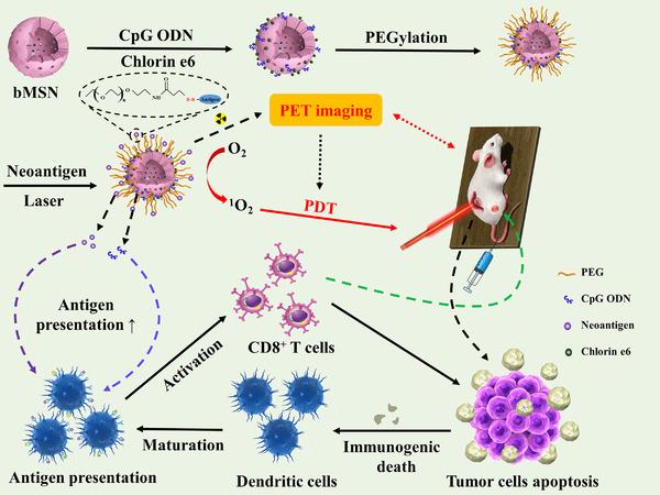 https://cdn.ncbi.nlm.nih.gov/pmc/blobs/4364/8822595/026d447295d2/CAC2-42-141-g007.jpg