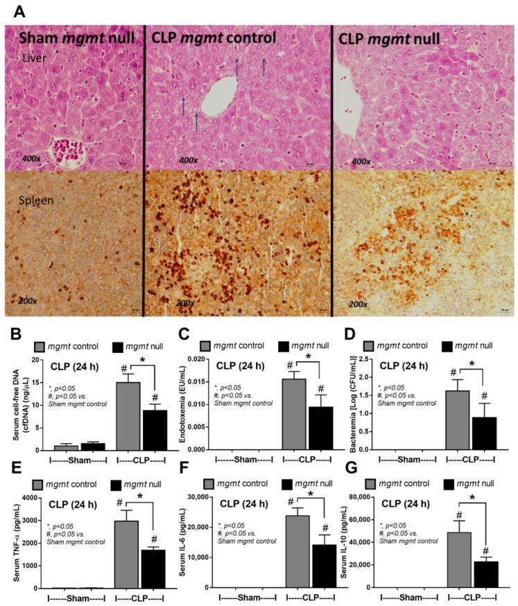 https://cdn.ncbi.nlm.nih.gov/pmc/blobs/4367/10299382/9995ab2879d2/ijms-24-10175-g006.jpg