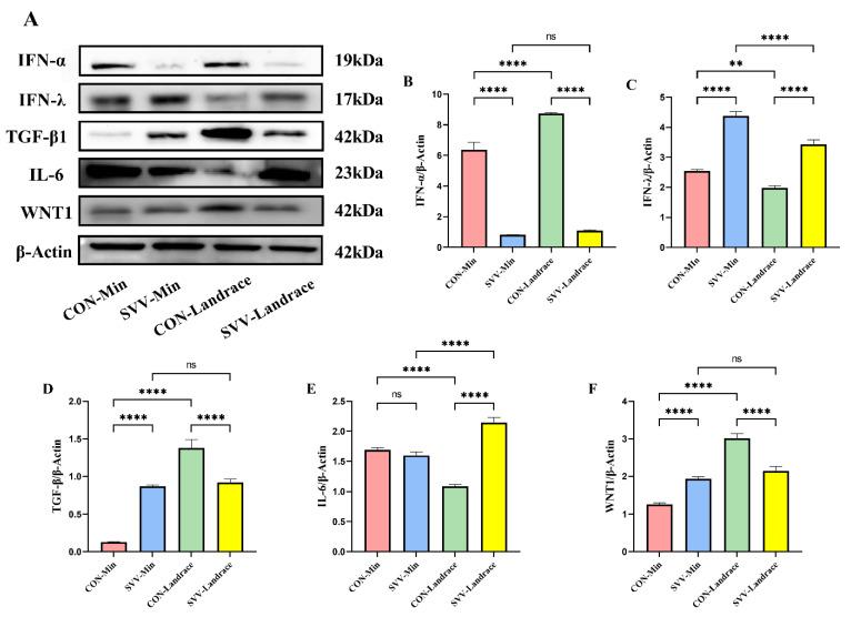 https://cdn.ncbi.nlm.nih.gov/pmc/blobs/4367/12429855/2cc1881b8daa/ijms-26-08746-g007.jpg