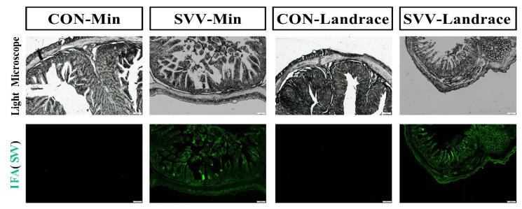 https://cdn.ncbi.nlm.nih.gov/pmc/blobs/4367/12429855/5156d8560d56/ijms-26-08746-g004.jpg