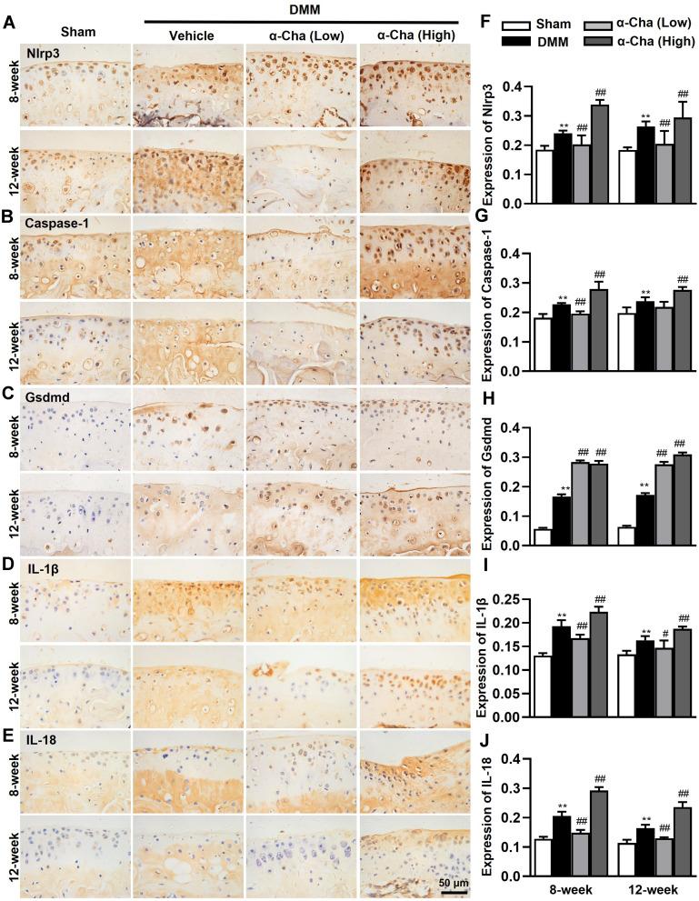 https://cdn.ncbi.nlm.nih.gov/pmc/blobs/4369/9574566/877bcac0d86a/JIR-15-5873-g0005.jpg