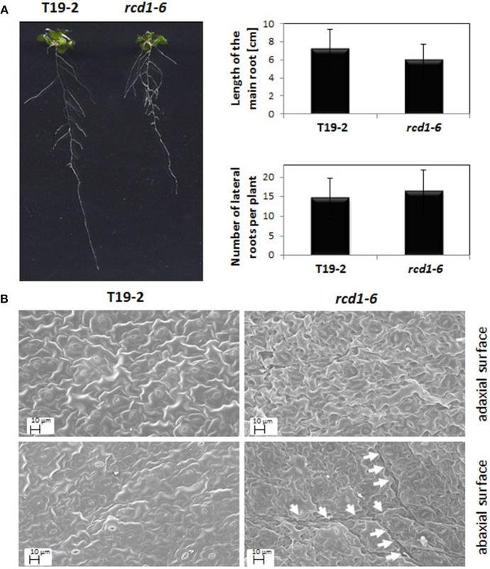 https://cdn.ncbi.nlm.nih.gov/pmc/blobs/436e/4172000/b1534448de0b/fpls-05-00475-g0003.jpg