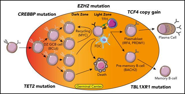 https://cdn.ncbi.nlm.nih.gov/pmc/blobs/436e/7685211/78cf23977209/bloodBLD2020006908Cabsf1.jpg