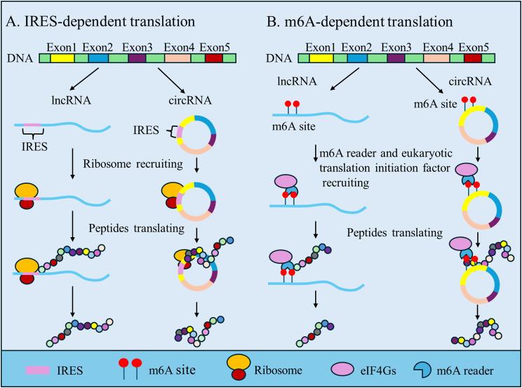 https://cdn.ncbi.nlm.nih.gov/pmc/blobs/4373/11441268/34206932e523/12943_2024_2131_Fig1_HTML.jpg