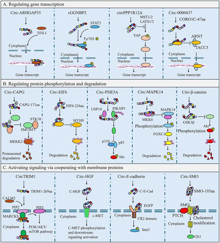 https://cdn.ncbi.nlm.nih.gov/pmc/blobs/4373/11441268/bc17300e698a/12943_2024_2131_Fig3_HTML.jpg