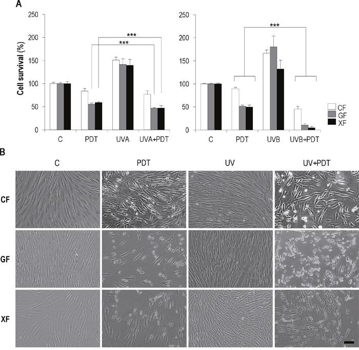 https://cdn.ncbi.nlm.nih.gov/pmc/blobs/437d/5652786/02081079da96/oncotarget-08-77385-g005.jpg