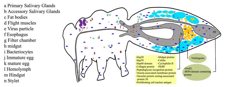 https://cdn.ncbi.nlm.nih.gov/pmc/blobs/437e/10648457/7b758825e1a9/plants-12-03677-g002.jpg