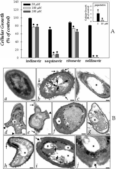 https://cdn.ncbi.nlm.nih.gov/pmc/blobs/437e/2557140/174da63e4194/pone.0003382.g002.jpg