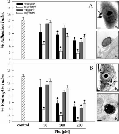 https://cdn.ncbi.nlm.nih.gov/pmc/blobs/437e/2557140/69f79f5cc771/pone.0003382.g003.jpg