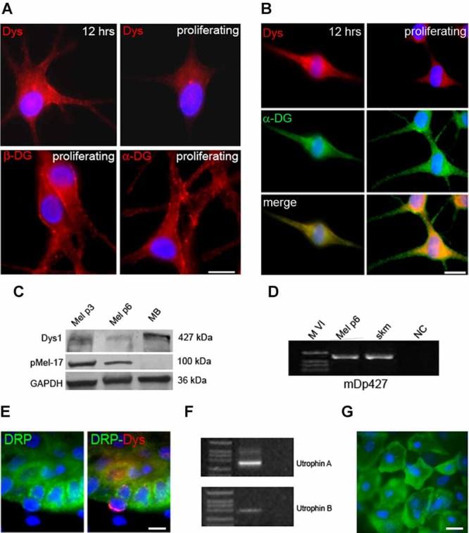 https://cdn.ncbi.nlm.nih.gov/pmc/blobs/4382/3601437/7aa30e11e74b/jcp0228-1323-f2.jpg