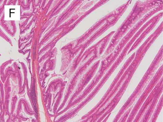 https://cdn.ncbi.nlm.nih.gov/pmc/blobs/4382/5478577/c55ecf777069/1349-7235-56-1113-g001F.jpg