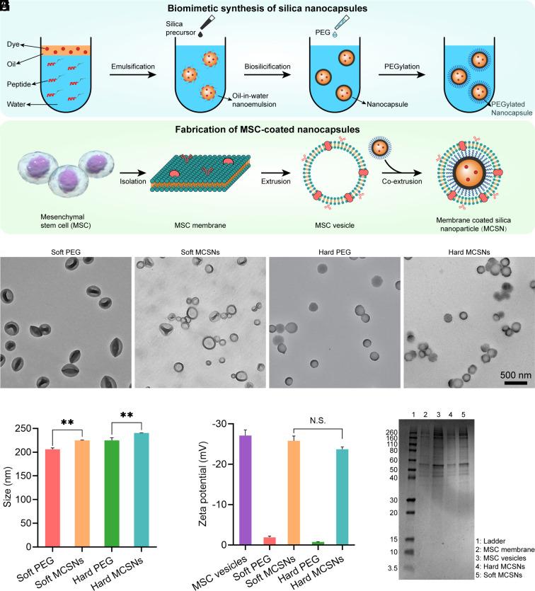 https://cdn.ncbi.nlm.nih.gov/pmc/blobs/4383/9910481/43fb1c57701e/pnas.2214757120fig01.jpg