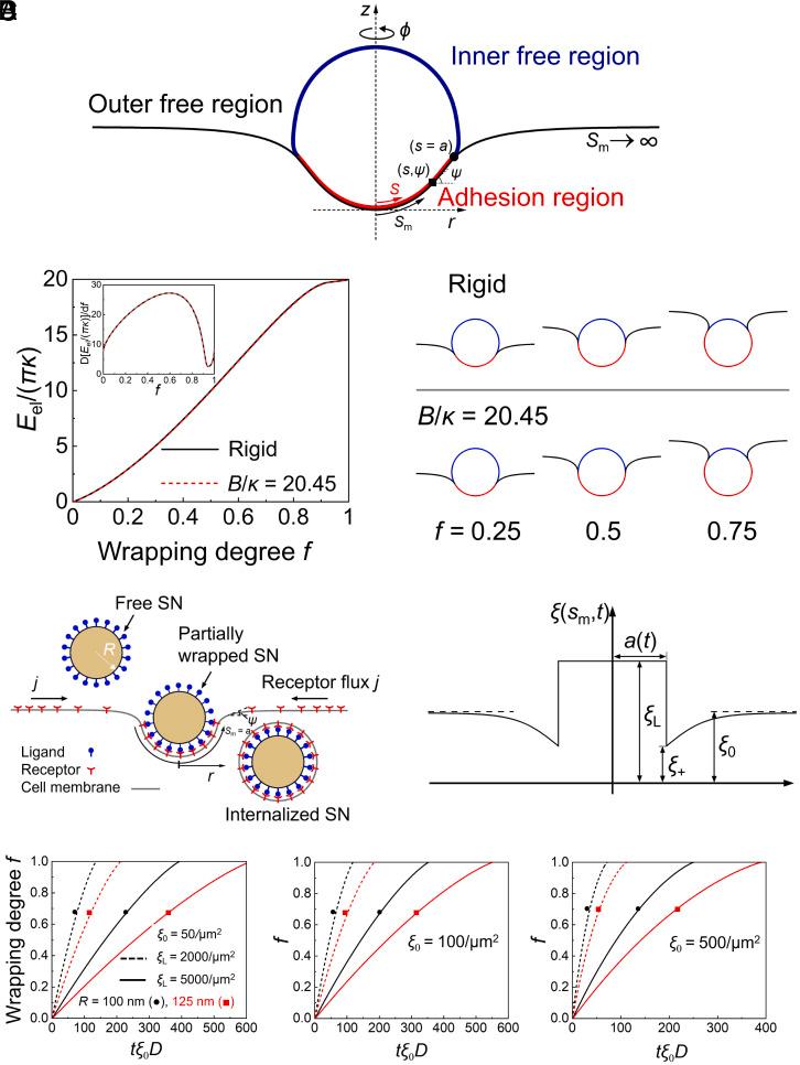 https://cdn.ncbi.nlm.nih.gov/pmc/blobs/4383/9910481/b71ce73dc8d0/pnas.2214757120fig05.jpg