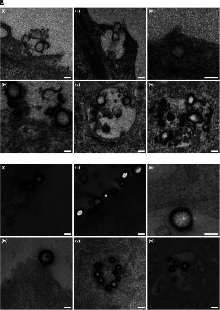https://cdn.ncbi.nlm.nih.gov/pmc/blobs/4383/9910481/c7f826917a70/pnas.2214757120fig04.jpg