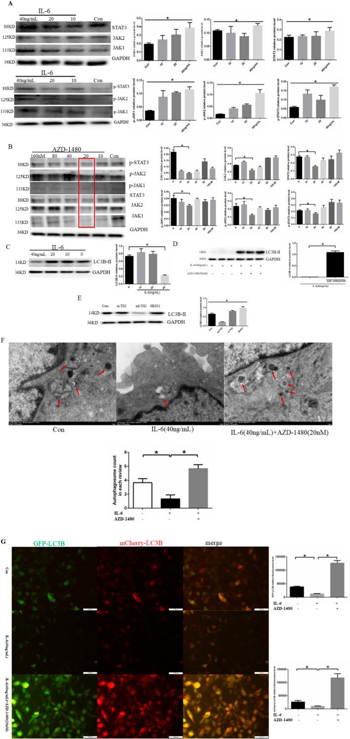 https://cdn.ncbi.nlm.nih.gov/pmc/blobs/4389/11625581/04778f5e4ab6/fphar-15-1393534-g004.jpg