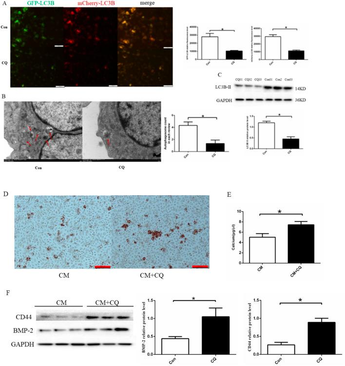 https://cdn.ncbi.nlm.nih.gov/pmc/blobs/4389/11625581/7164ff2dc8c4/fphar-15-1393534-g005.jpg