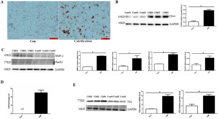 https://cdn.ncbi.nlm.nih.gov/pmc/blobs/4389/11625581/7bf17c2dcc46/fphar-15-1393534-g001.jpg