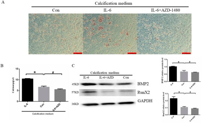 https://cdn.ncbi.nlm.nih.gov/pmc/blobs/4389/11625581/7f4b6449ec34/fphar-15-1393534-g006.jpg