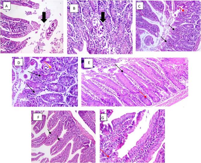 https://cdn.ncbi.nlm.nih.gov/pmc/blobs/438c/11603642/65361288442d/12879_2024_10202_Fig3_HTML.jpg