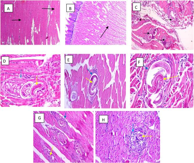 https://cdn.ncbi.nlm.nih.gov/pmc/blobs/438c/11603642/67a32c233765/12879_2024_10202_Fig4_HTML.jpg