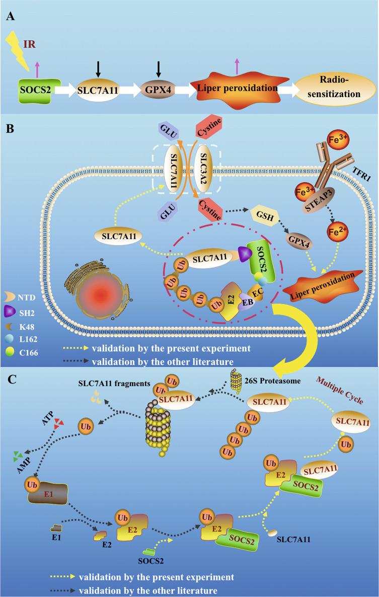 https://cdn.ncbi.nlm.nih.gov/pmc/blobs/438c/9883449/052bcbc3d0ff/41418_2022_1051_Fig8_HTML.jpg