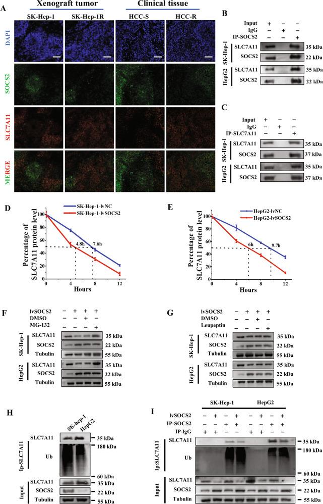 https://cdn.ncbi.nlm.nih.gov/pmc/blobs/438c/9883449/385fc276cead/41418_2022_1051_Fig5_HTML.jpg
