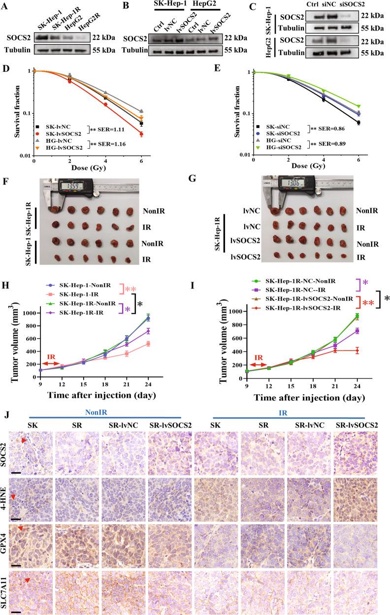 https://cdn.ncbi.nlm.nih.gov/pmc/blobs/438c/9883449/38e7f9c5c373/41418_2022_1051_Fig2_HTML.jpg