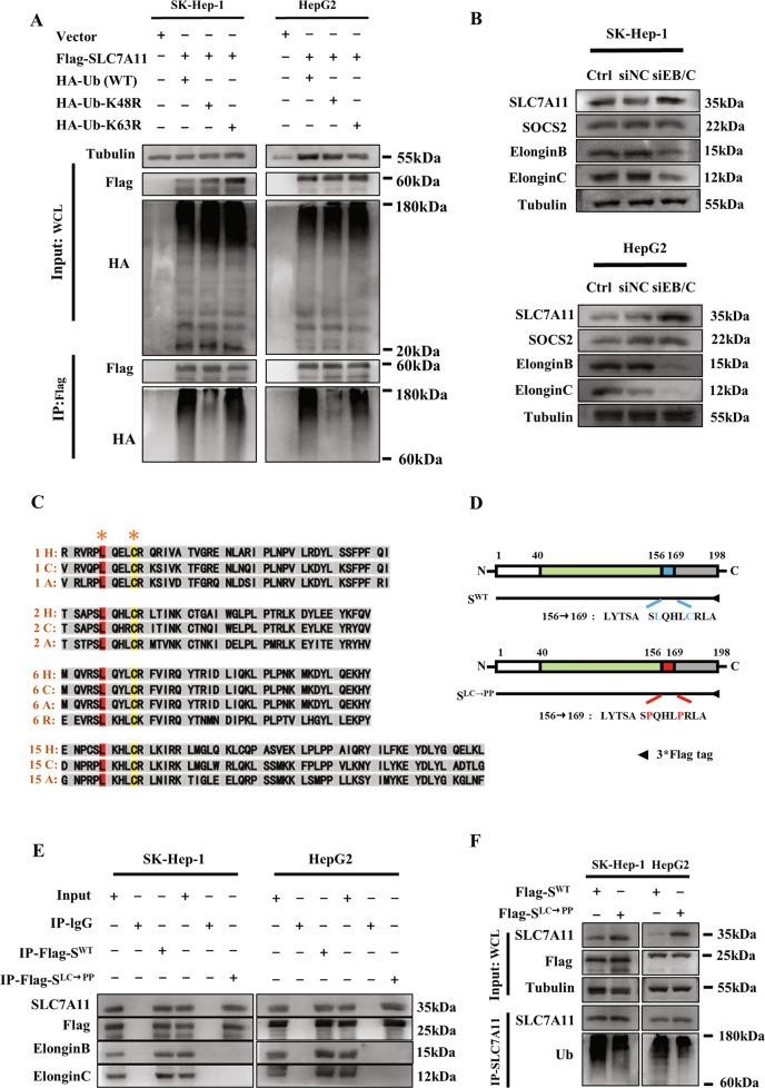 https://cdn.ncbi.nlm.nih.gov/pmc/blobs/438c/9883449/7afc71efee6c/41418_2022_1051_Fig7_HTML.jpg
