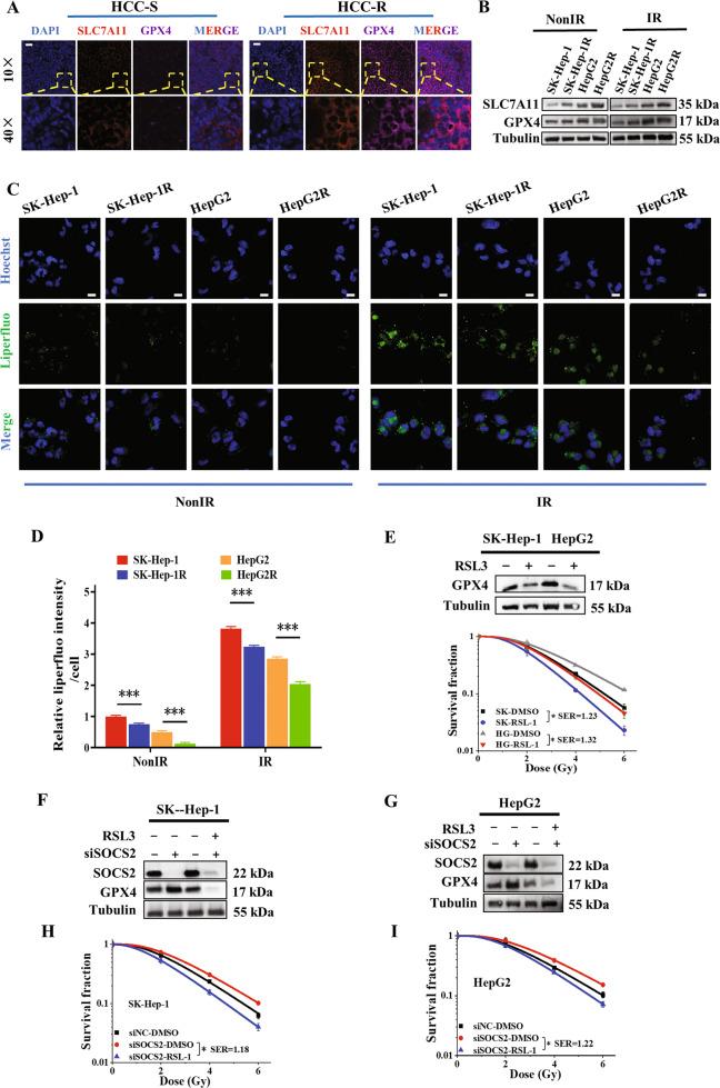 https://cdn.ncbi.nlm.nih.gov/pmc/blobs/438c/9883449/e4a7a3a7a885/41418_2022_1051_Fig3_HTML.jpg