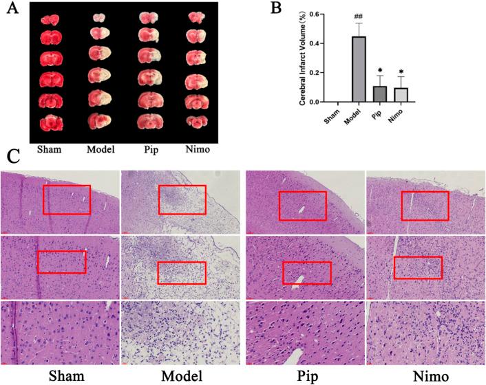 https://cdn.ncbi.nlm.nih.gov/pmc/blobs/438d/12332512/43f16dc09143/fphar-16-1601873-g002.jpg