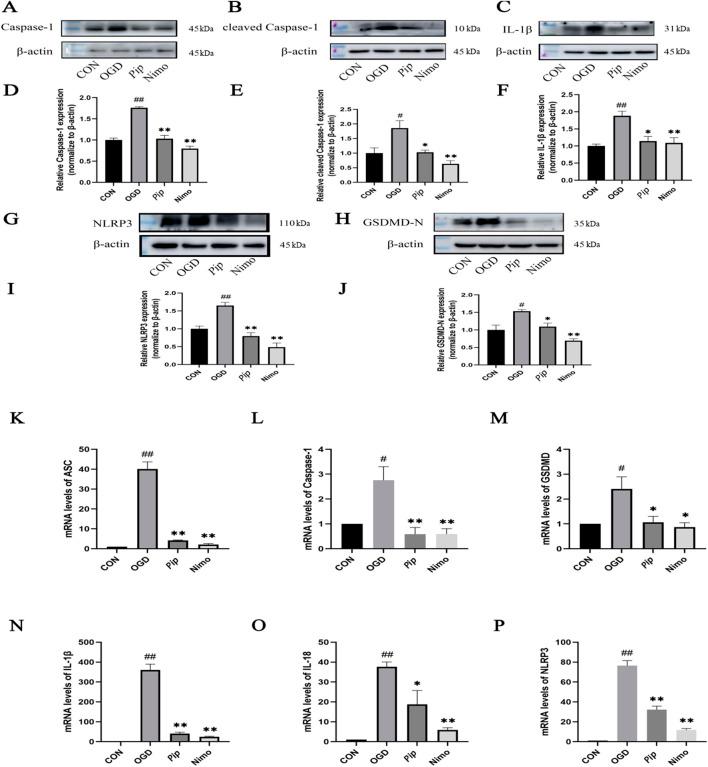 https://cdn.ncbi.nlm.nih.gov/pmc/blobs/438d/12332512/725263dc5228/fphar-16-1601873-g005.jpg