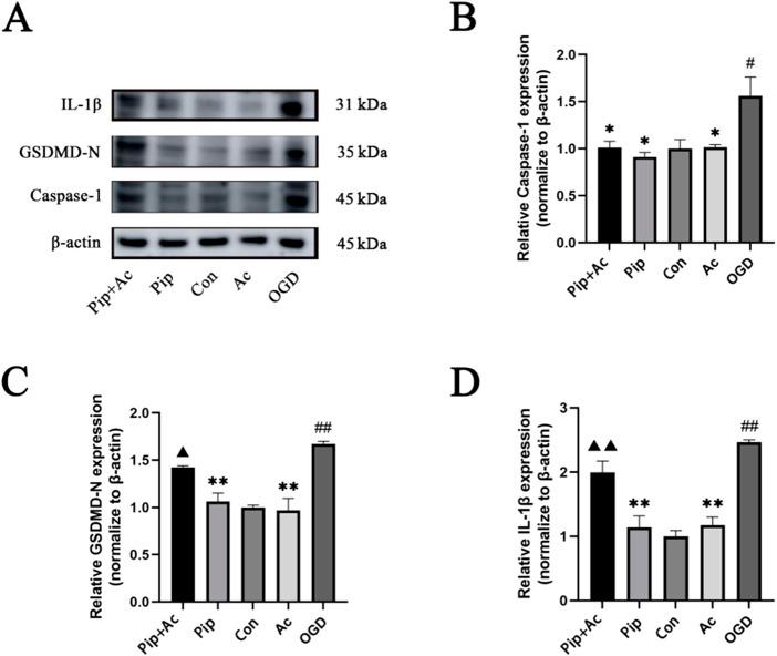 https://cdn.ncbi.nlm.nih.gov/pmc/blobs/438d/12332512/7dedb5cde4ec/fphar-16-1601873-g006.jpg