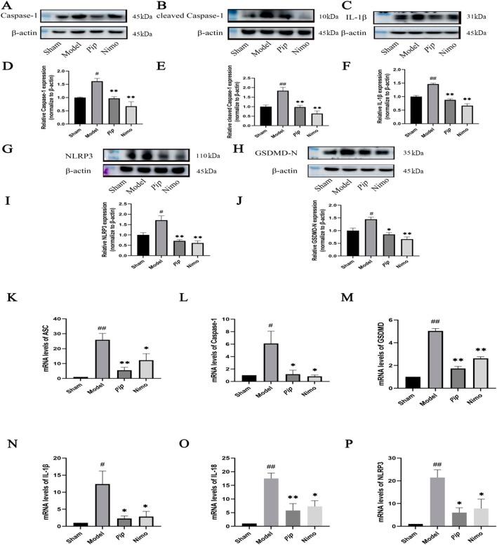 https://cdn.ncbi.nlm.nih.gov/pmc/blobs/438d/12332512/bdc8f91f5a5d/fphar-16-1601873-g004.jpg