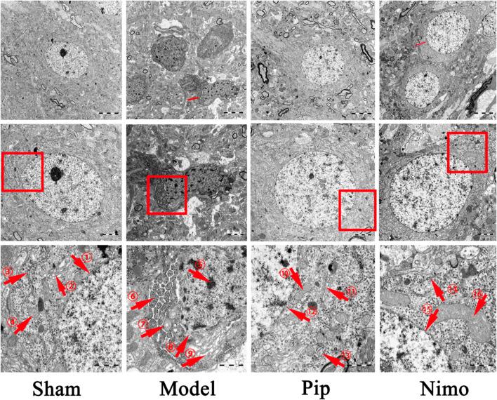 https://cdn.ncbi.nlm.nih.gov/pmc/blobs/438d/12332512/ebfdb13f72d3/fphar-16-1601873-g003.jpg