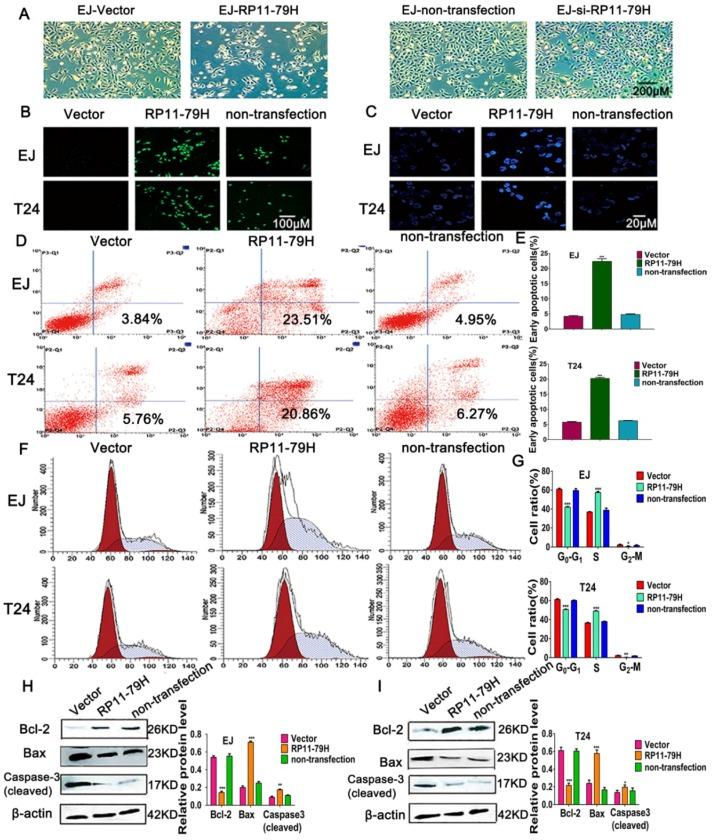 https://cdn.ncbi.nlm.nih.gov/pmc/blobs/438d/6163378/159d5bb0b306/ijms-19-02531-g003.jpg