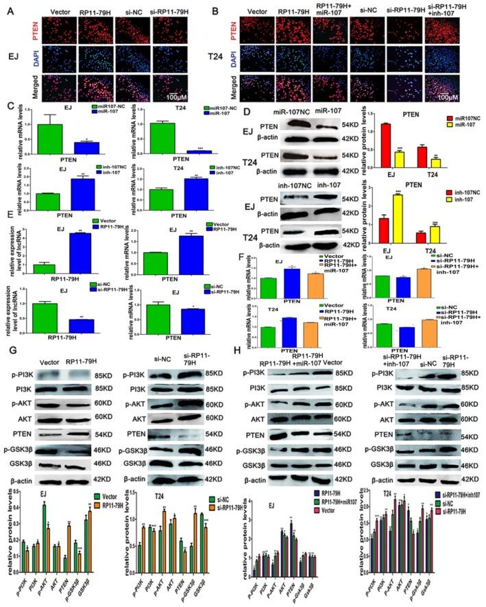 https://cdn.ncbi.nlm.nih.gov/pmc/blobs/438d/6163378/7bcd56ae74ac/ijms-19-02531-g007.jpg