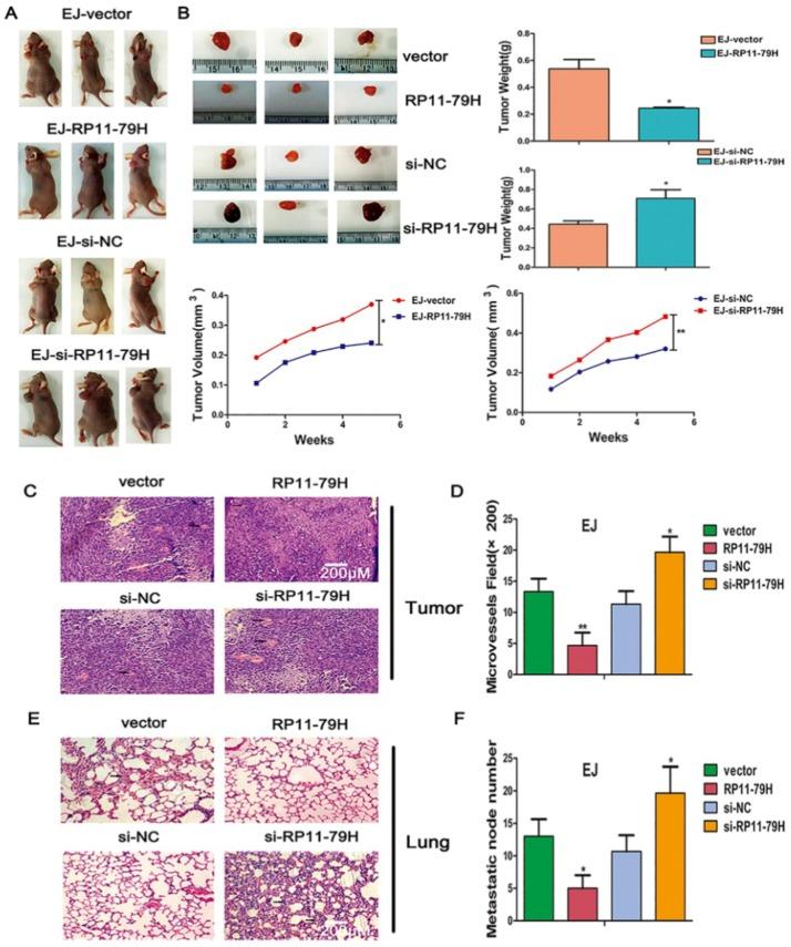 https://cdn.ncbi.nlm.nih.gov/pmc/blobs/438d/6163378/9d25f0e6c84e/ijms-19-02531-g004a.jpg