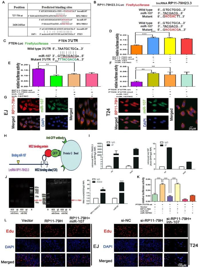 https://cdn.ncbi.nlm.nih.gov/pmc/blobs/438d/6163378/d638f51ad358/ijms-19-02531-g006a.jpg