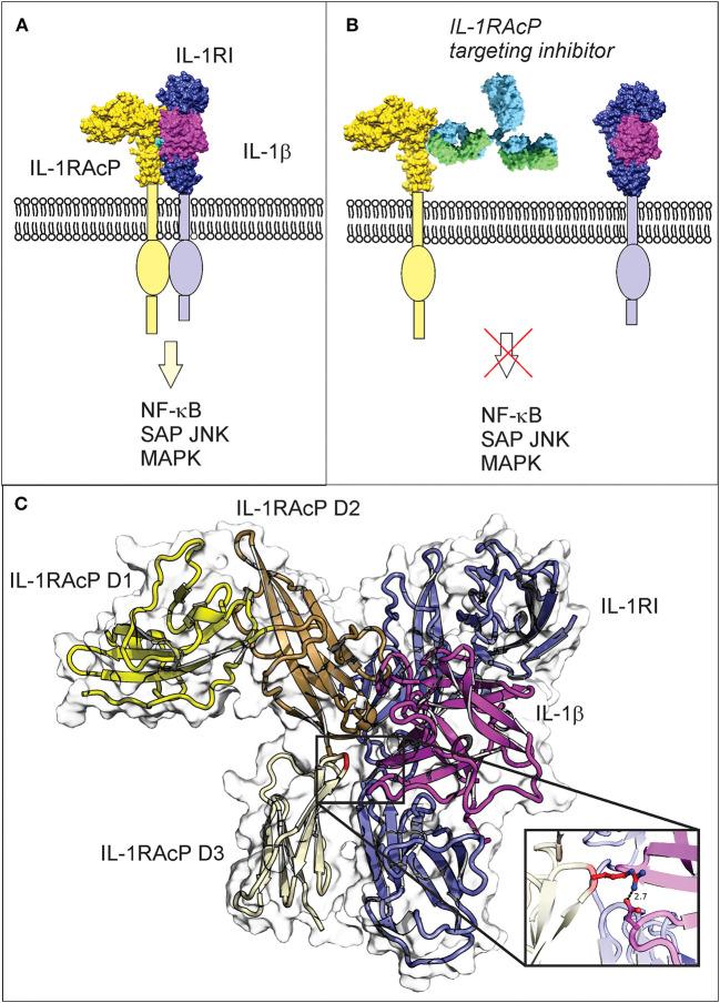 https://cdn.ncbi.nlm.nih.gov/pmc/blobs/438d/7886681/b4d013b3e6fd/fchem-08-601477-g0001.jpg