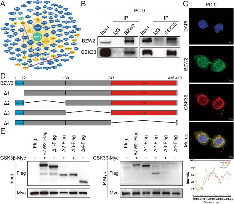 https://cdn.ncbi.nlm.nih.gov/pmc/blobs/4393/10904796/aa2502dc2ecf/41420_2024_1879_Fig4_HTML.jpg
